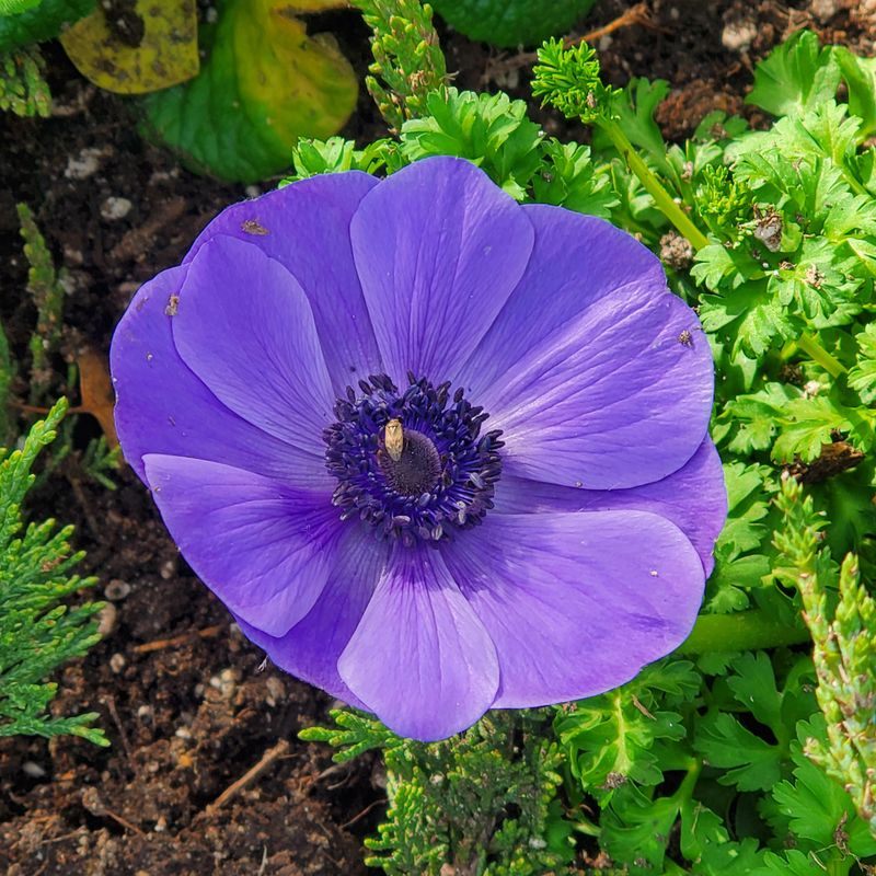Anemones Keep Color Going Into Late Spring