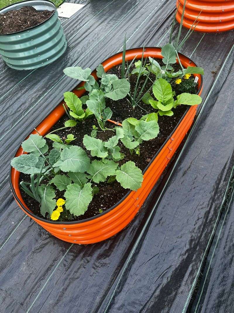 Nutrient Leaching Leaves Plants Hungry Mid-Season