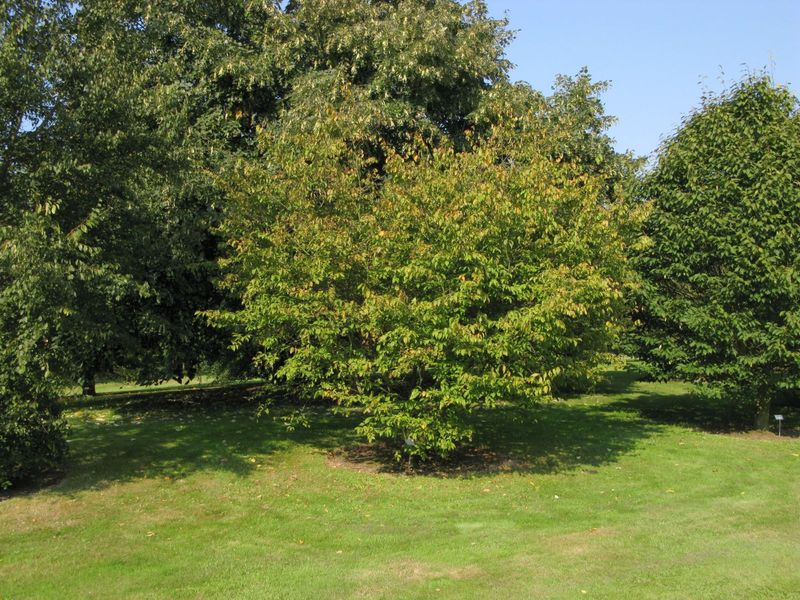American Hornbeam (Carpinus caroliniana)