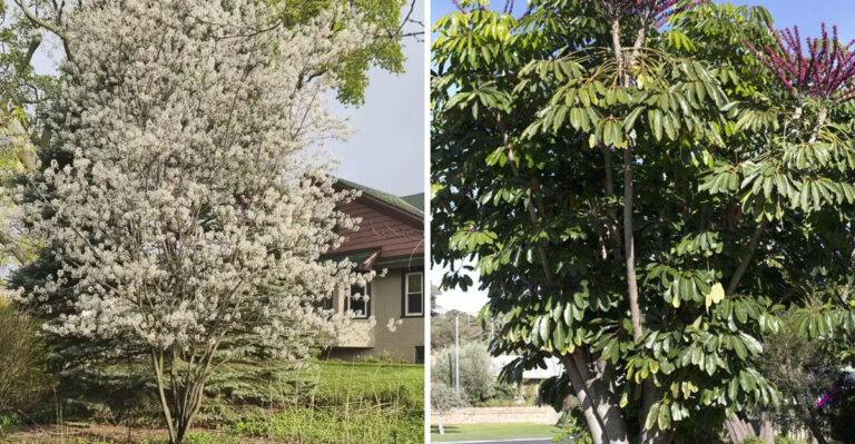 Allegheny Serviceberry and Umbrella Tree