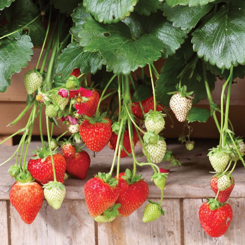 Strawberries With Juicy, Fresh Fruit Straight From Your Garden