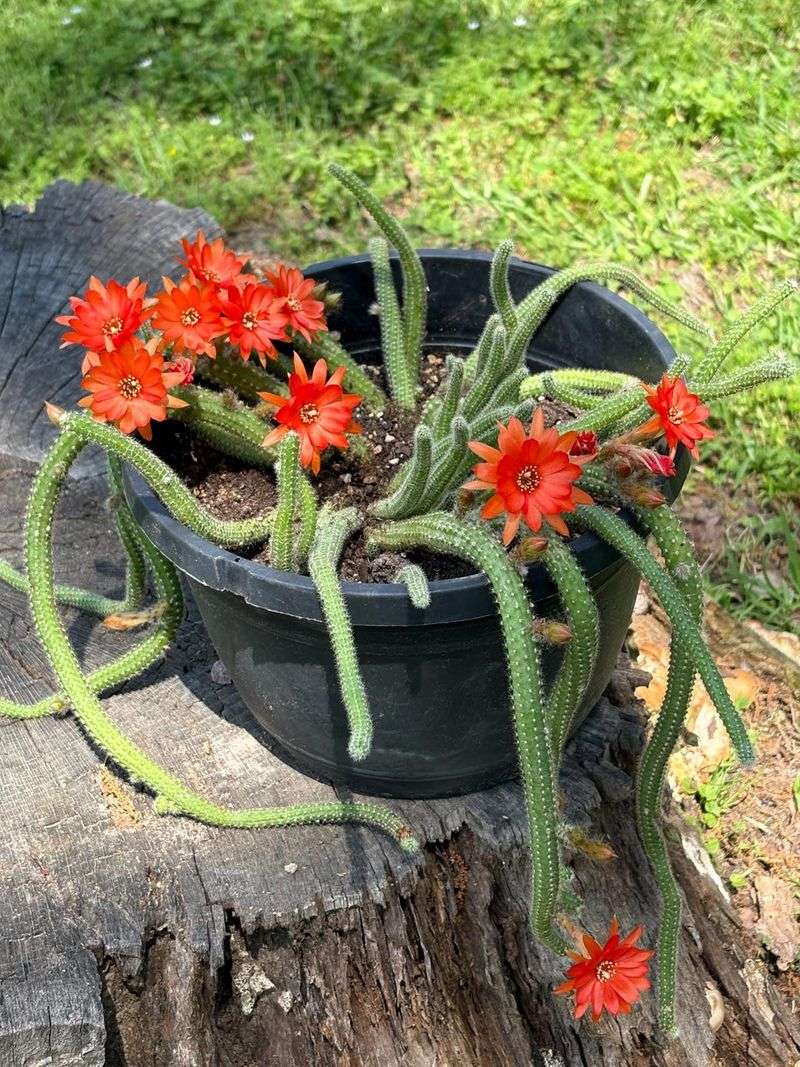 Peanut Cactus Produces Bright Blooms On Small Stems