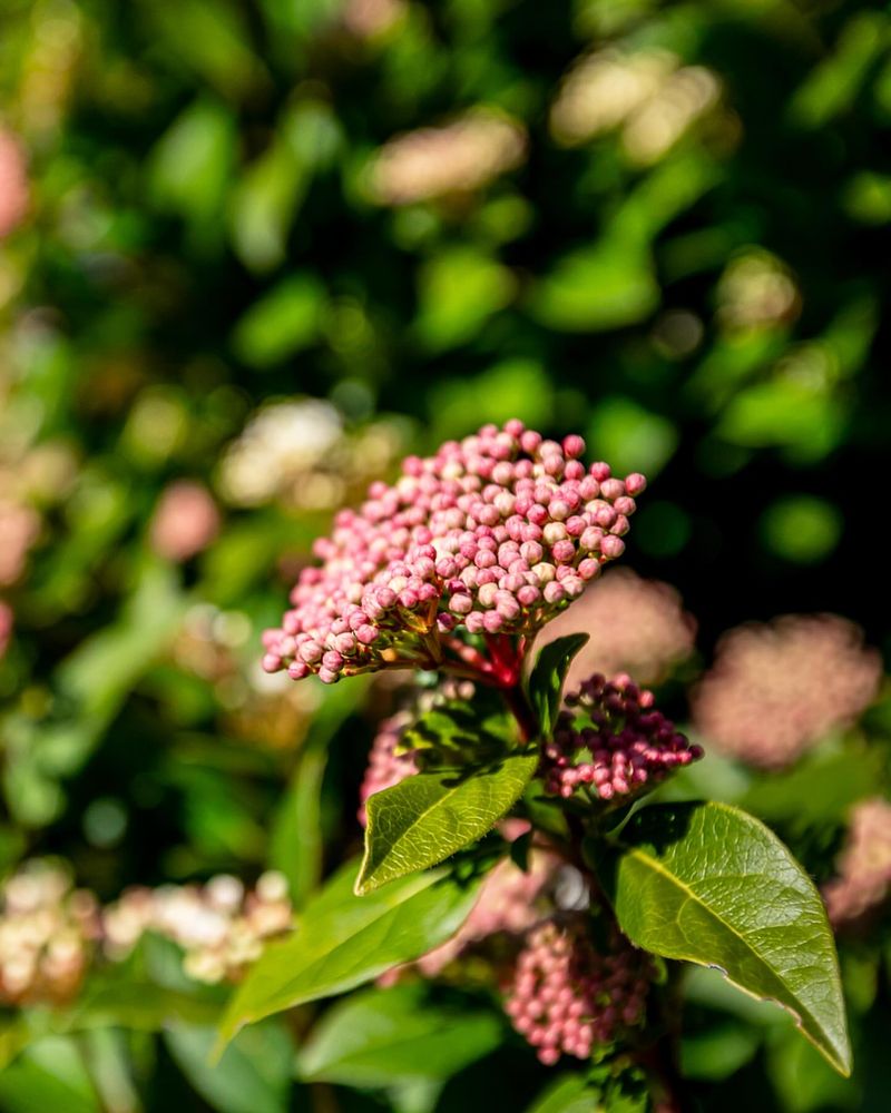 Viburnum Tinus