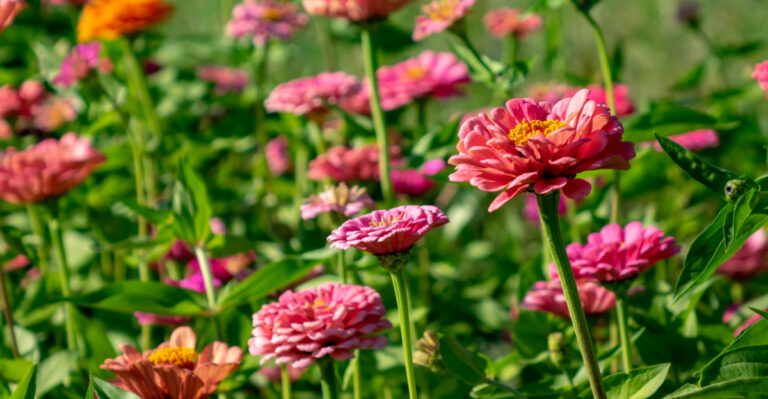 Reasons To Plant Zinnias In Your Florida Garden In April