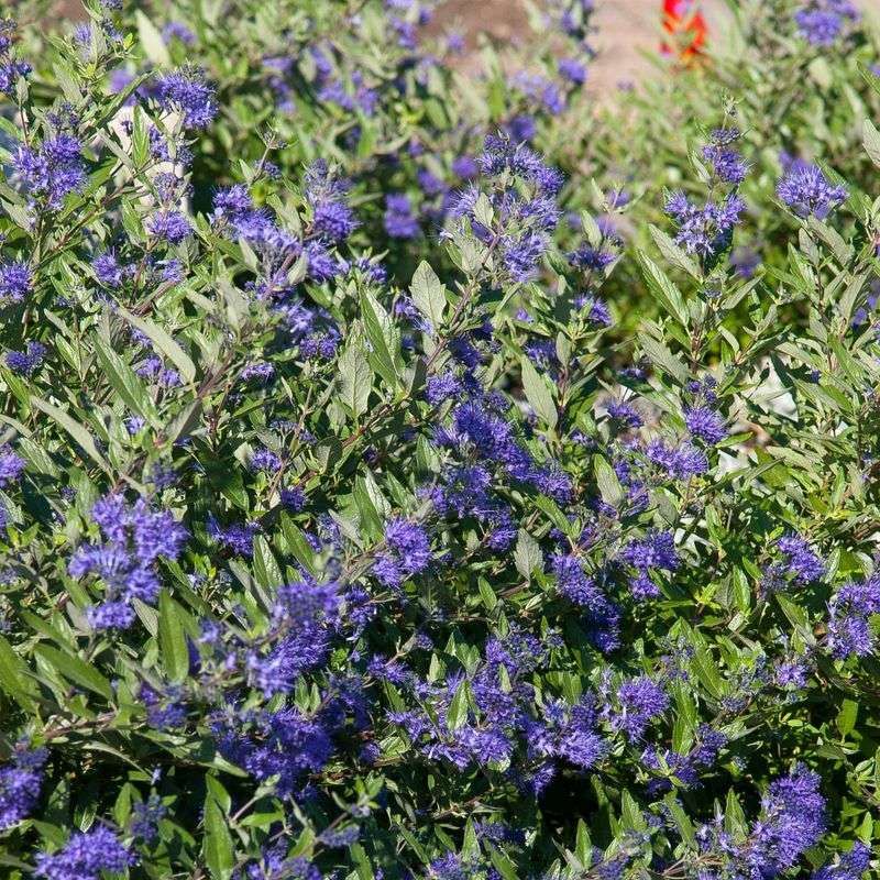 Bluebeard Brightens Late Summer Gardens