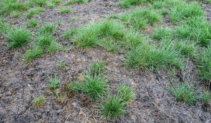 Watch How Heat And Humidity Change Lawn Care