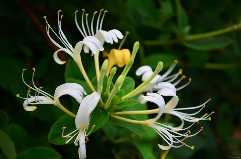 Catch Japanese Honeysuckle Before It Takes Over