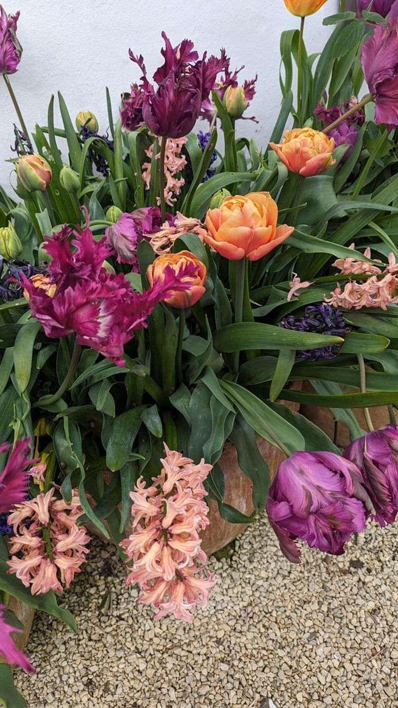 Lavender And Peach
