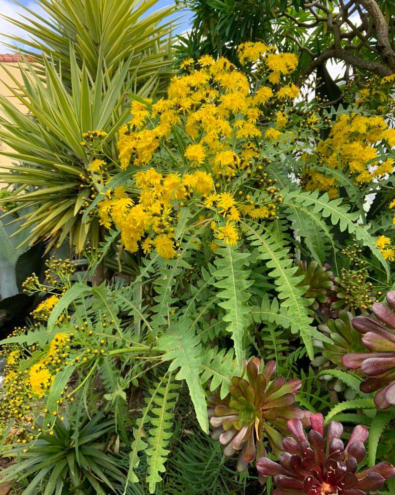 Feathery Senna Holds Its Form And Handles Dry Conditions Easily