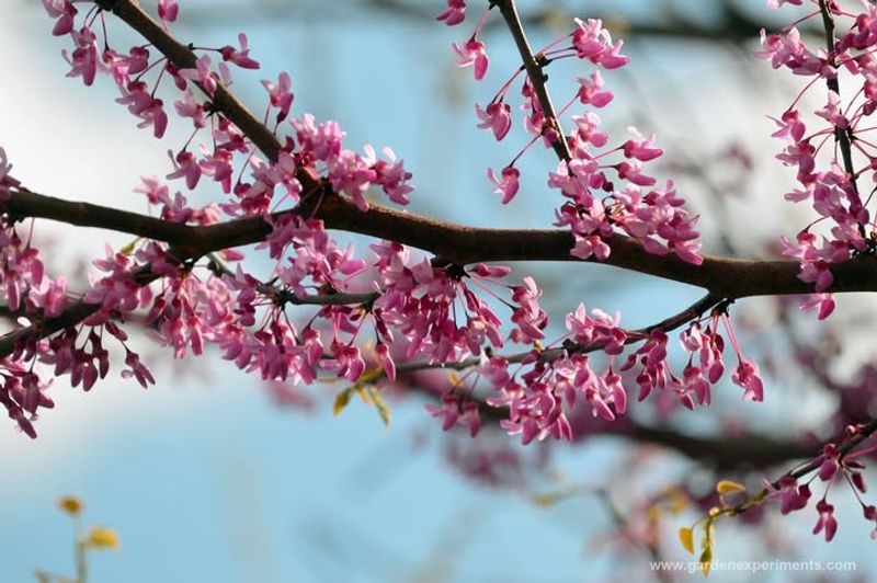 Eastern Redbud (Cercis canadensis)