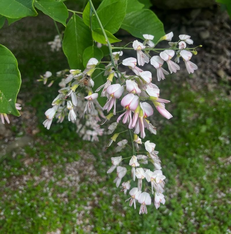 Kentucky Yellowwood With Elegant Hanging Flower Clusters