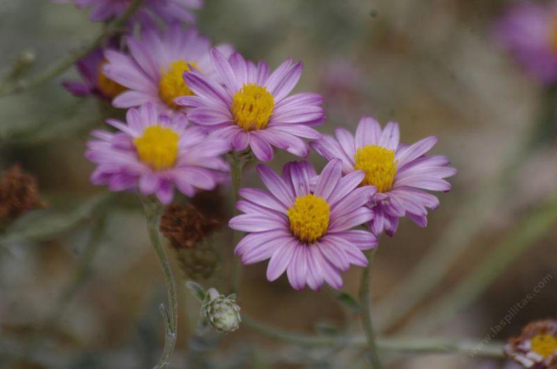 Silver Carpet Aster