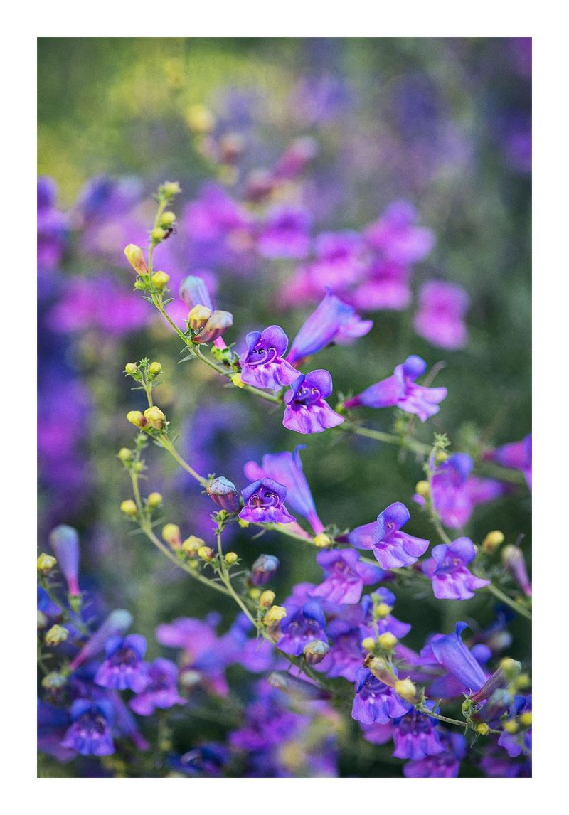 Foothill Penstemon