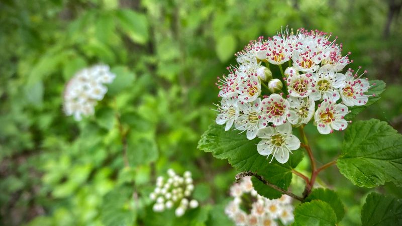 Common Ninebark (Physocarpus Opulifolius)