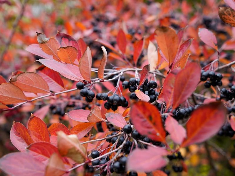 Black Chokeberry Glossy Leaves With Seasonal Drama