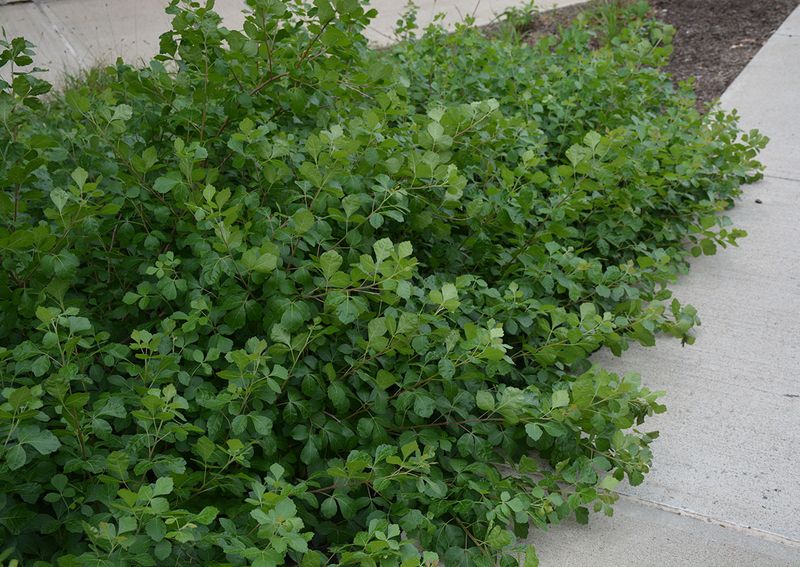 Fragrant Sumac Forms A Low Dense Hedge That's Easy To Manage