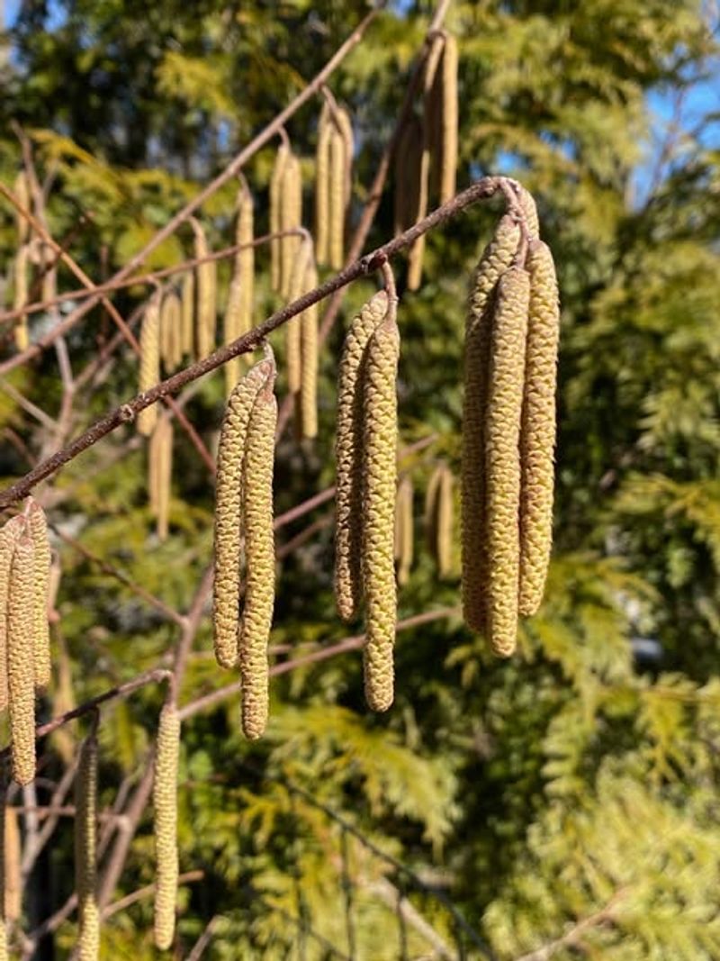 American Hazelnut Supports Early Season Pollinators
