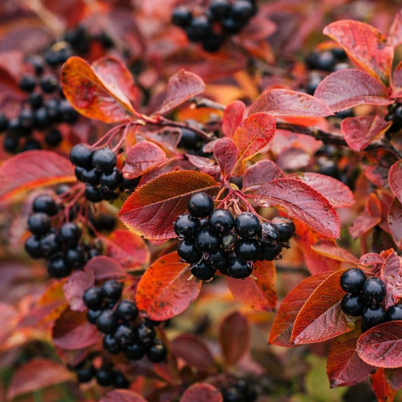 Black Chokeberry That Works Hard Year Round