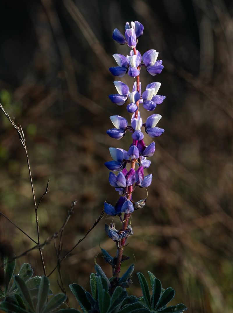 Lupine That Makes A Bold Spring Statement