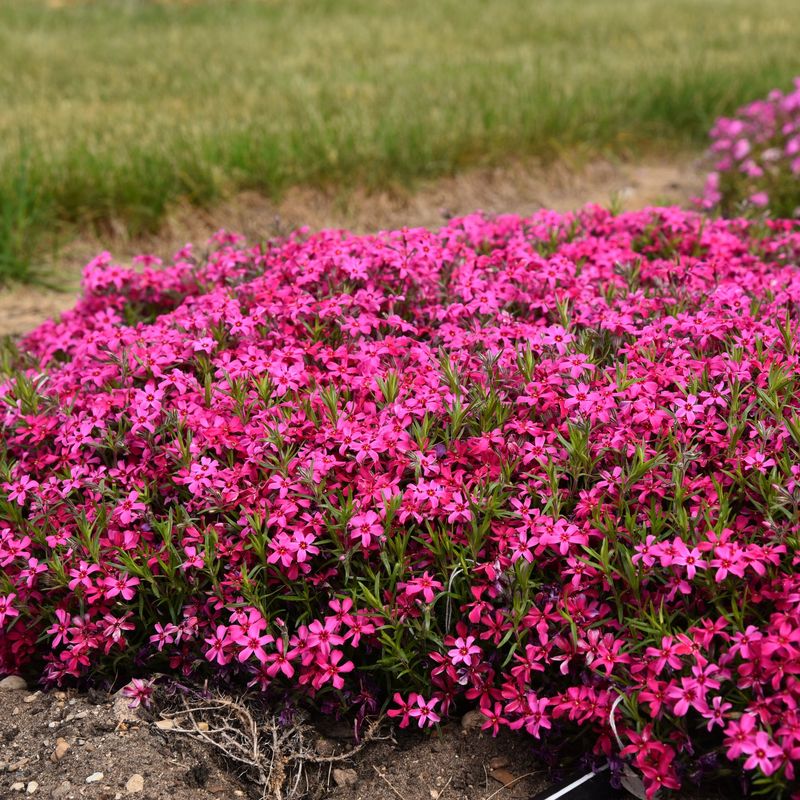 Creeping Phlox (Phlox subulata)