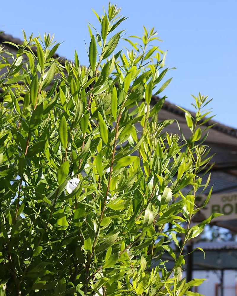 Pacific Wax Myrtle