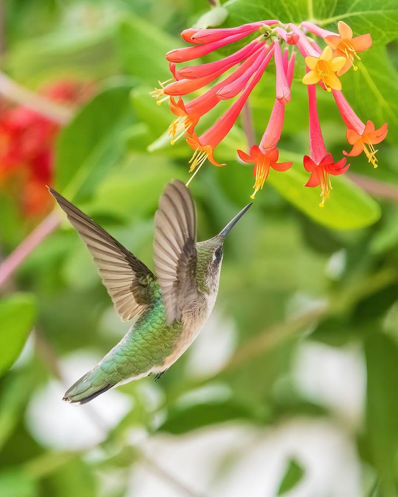 Honeysuckle Climbing And Blooming With Purpose