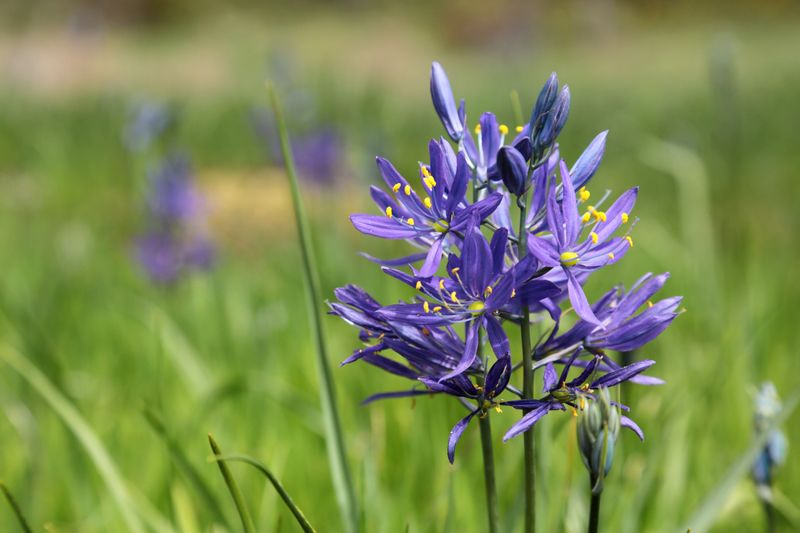 Common Camas Brings Spring Color And Early Pollen