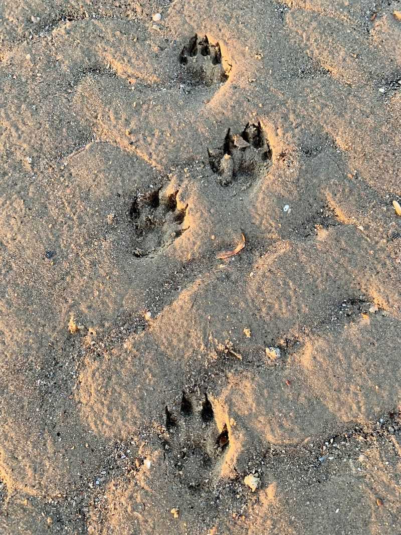 Coyote Straight-Line Tracks Across Wet Soil