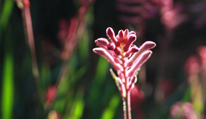 Kangaroo Paw Unique Blooms That Stand Out