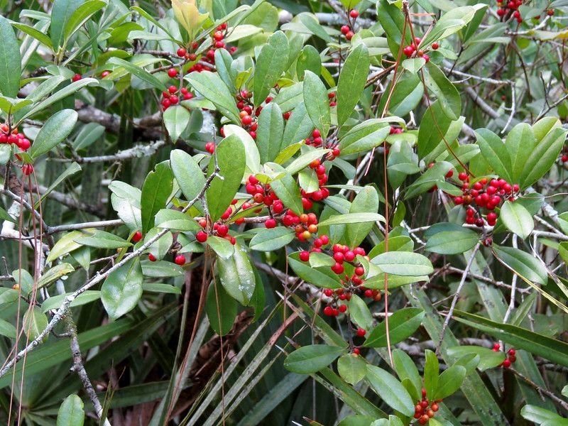 Dahoon Holly Provides Native Beauty And Year-Round Structure