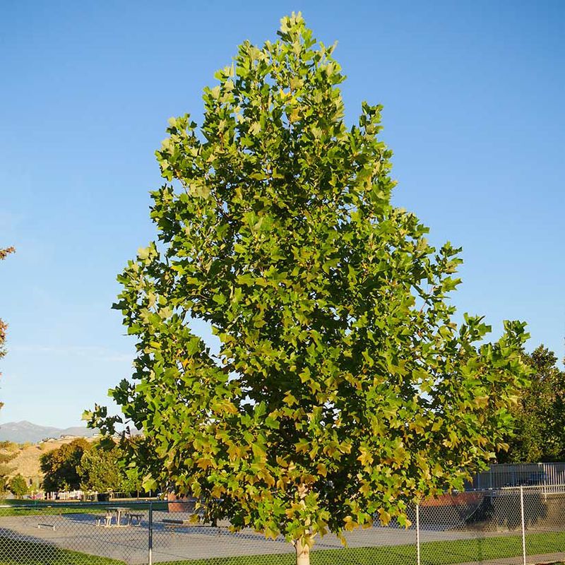 Tuliptree Brings Height And Nectar Rich Blooms