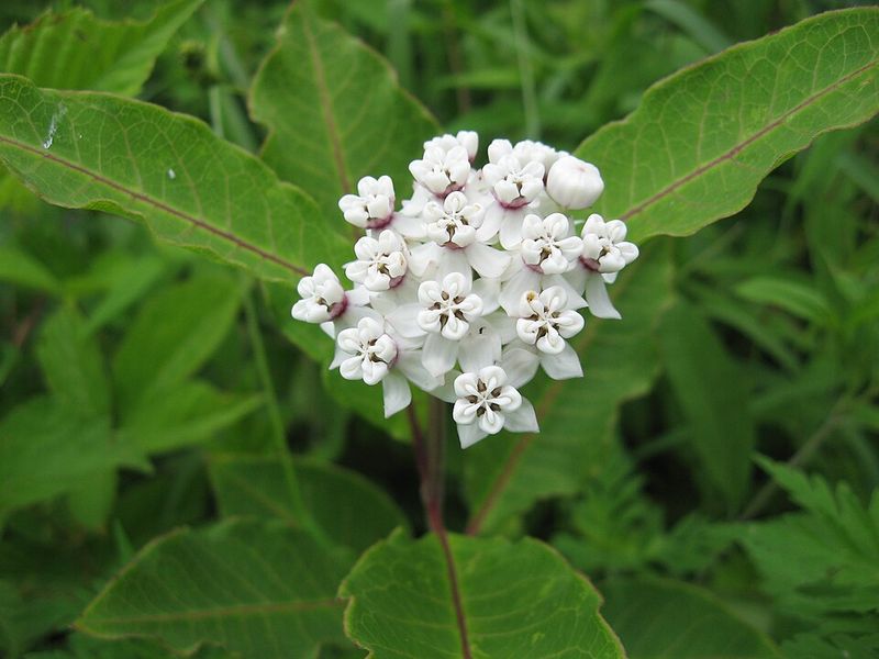 Redring Milkweed Stands Out With Unusual Blooms