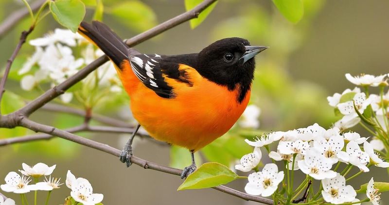 Black Cherry (Prunus serotina)
