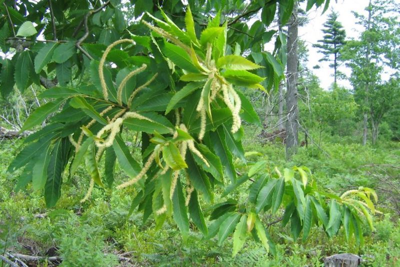 American Chestnut (Castanea dentata)