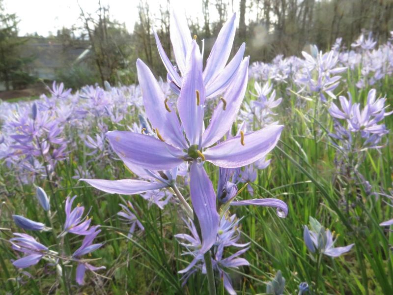 Camas Native Bulb With Striking Blue Flowers