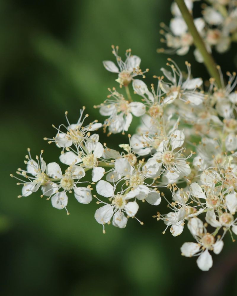 Meadowsweet Soft Blooms With Native Charm