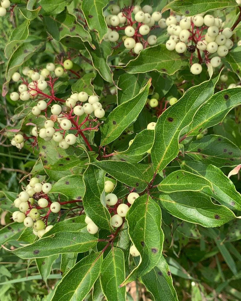 Gray Dogwood (Cornus racemosa)
