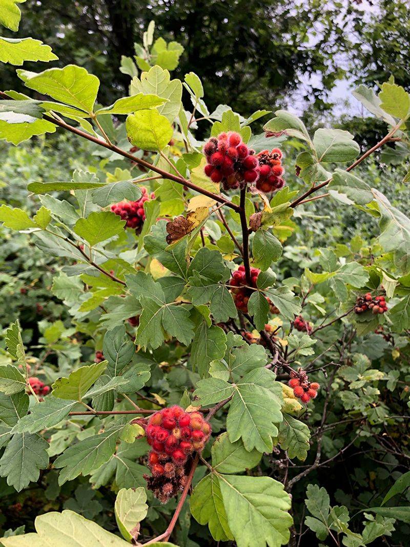 Fragrant Sumac Creates Dense Thickets That Hold Slopes Together