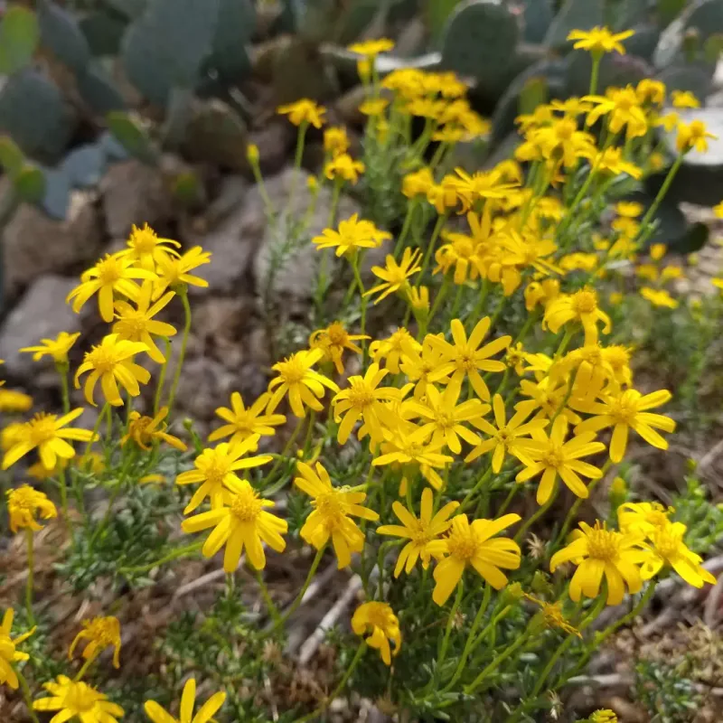 Damianita Stays Compact And Blooms Bright Yellow