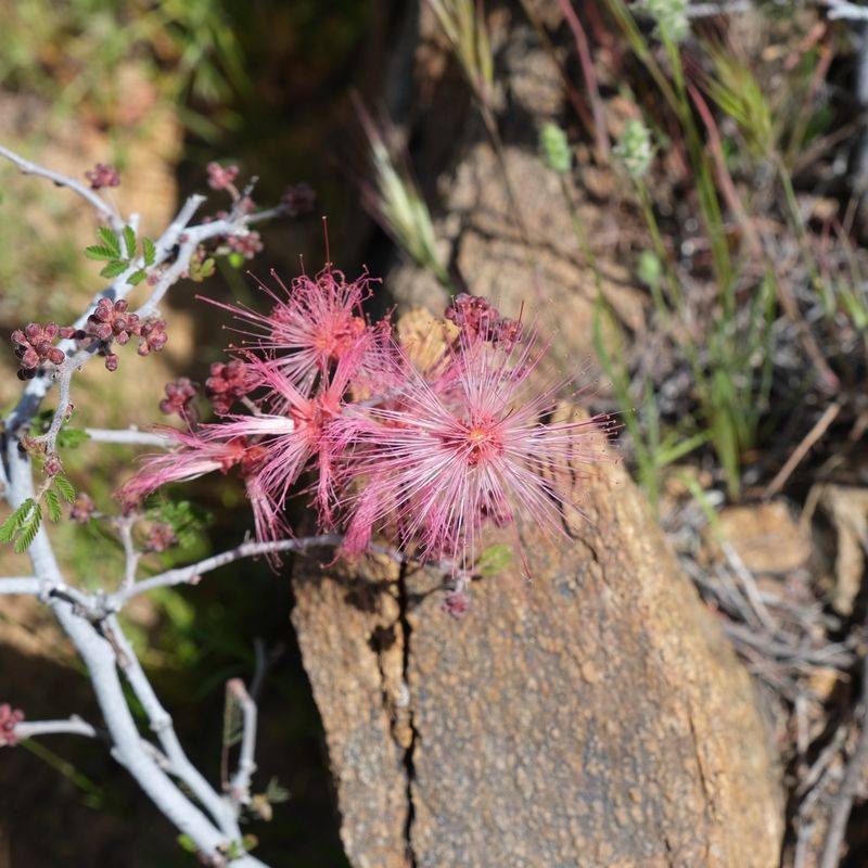 Baja Fairy Duster Responds Well To Light Structural Pruning