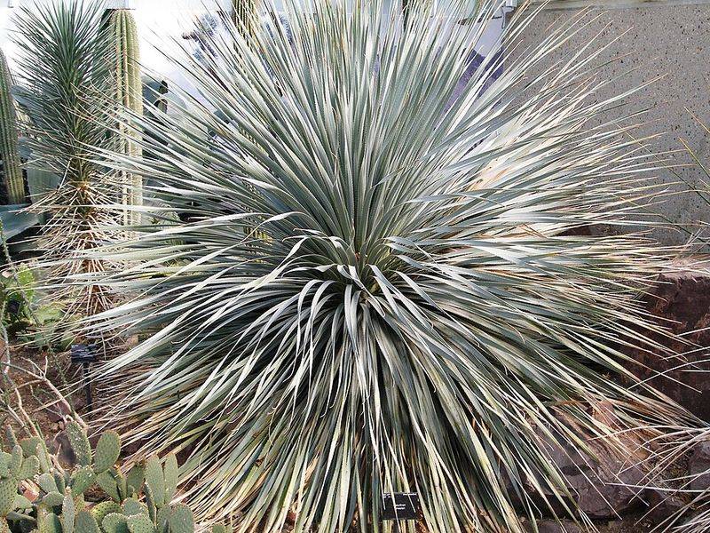 Desert Spoon Thrives In Dry Soil With Minimal Attention