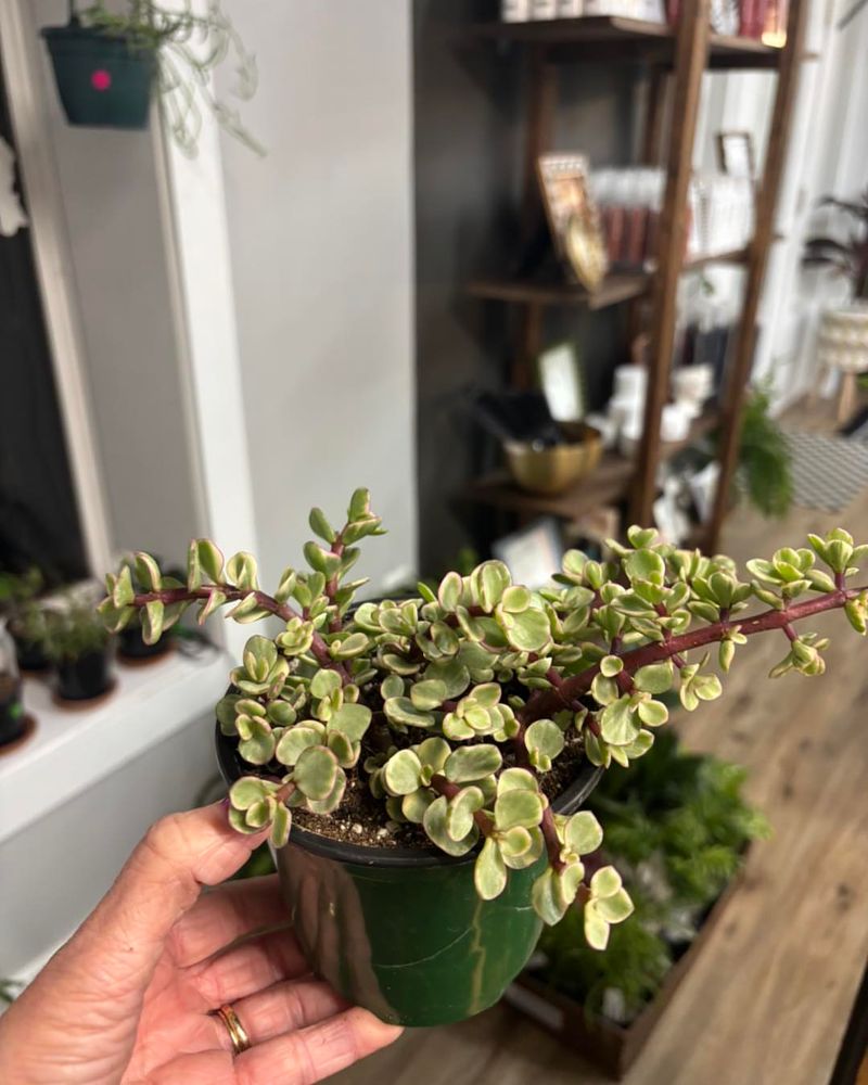 Elephant Bush Grows Well In Pots With Minimal Care