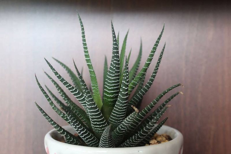 Zebra Plant (Haworthiopsis Attenuata)