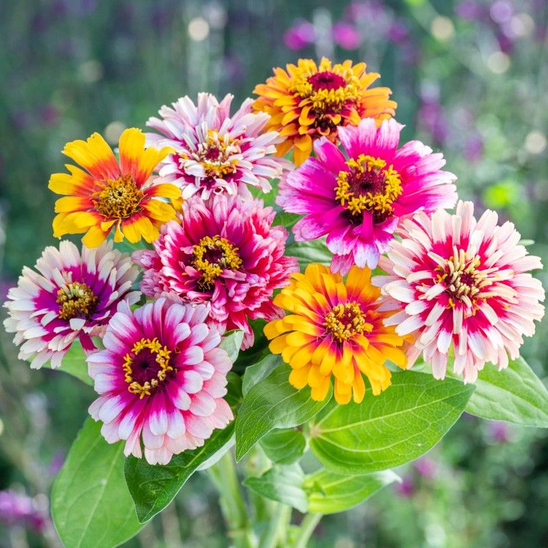 Zinnias (Zinnia Spp.)