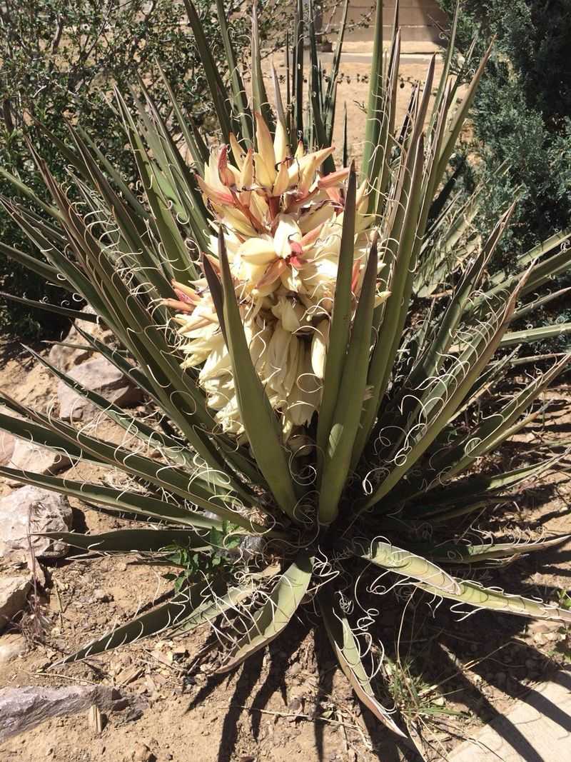 Banana Yucca Develops Bold Form In Harsh Soil