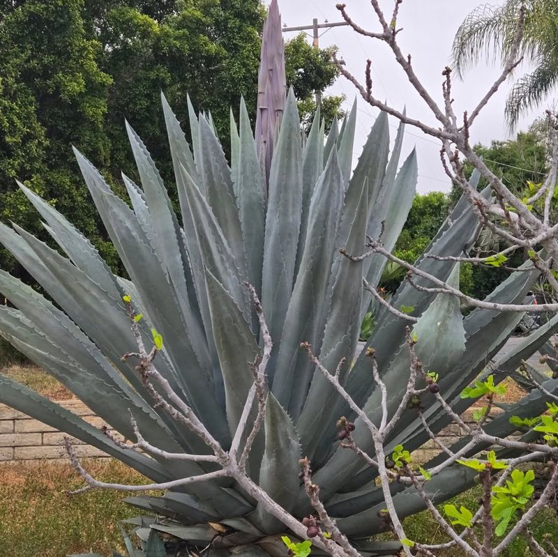 Agave Holds Bold Color And Structure All Year