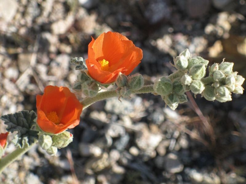 Globemallow Brightens Landscapes With Orange-Coral Blooms