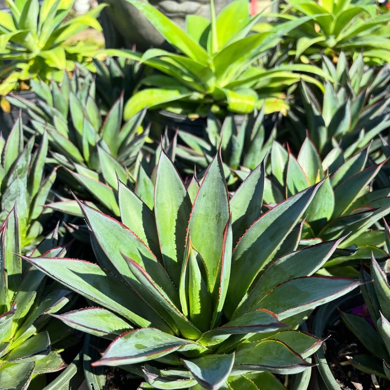 Agave Stores Water And Tolerates Extended Dry Periods