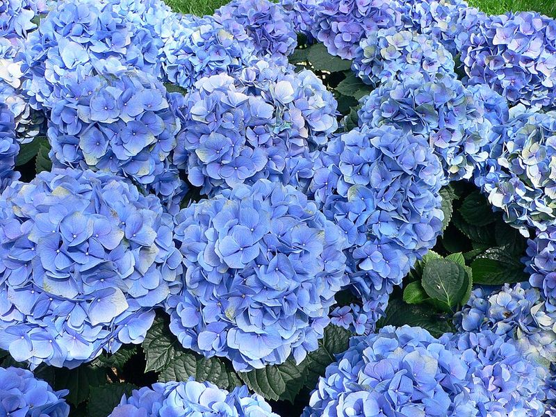 Hydrangeas Can Suffer In Low-Nutrient, Alkaline Soil