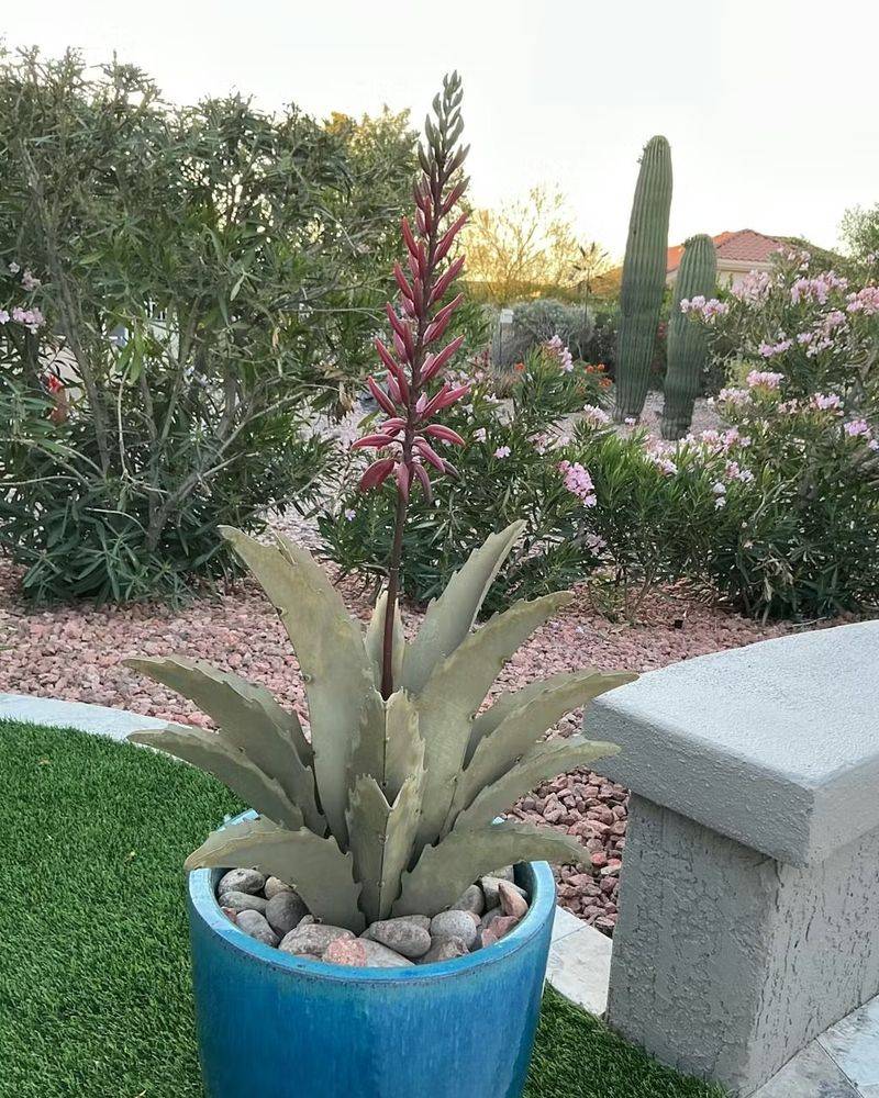 Agave Stays Strong In Containers And Harsh Sun
